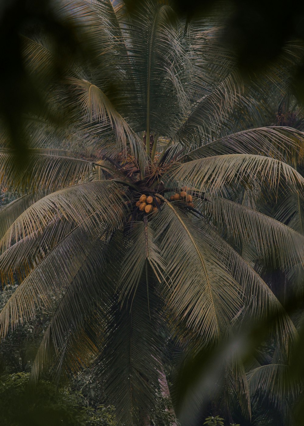 a palm tree with many leaves