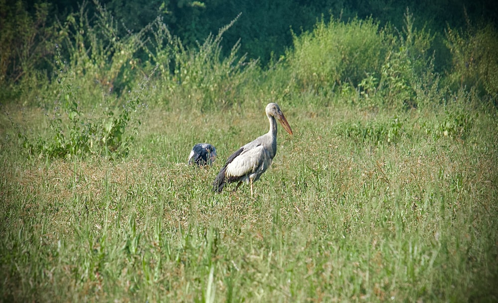 a bird and a bird in a grassy field