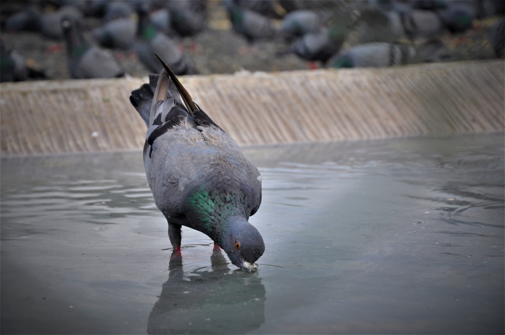 a bird standing in water