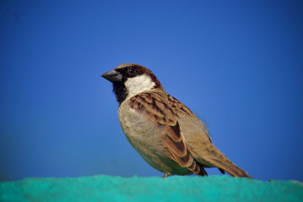 a bird standing on a leaf