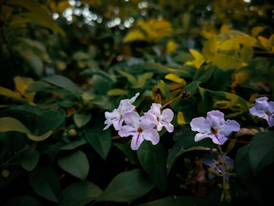 Natural floral decor highlighting the subtle contrast between lilac and pale green colors.