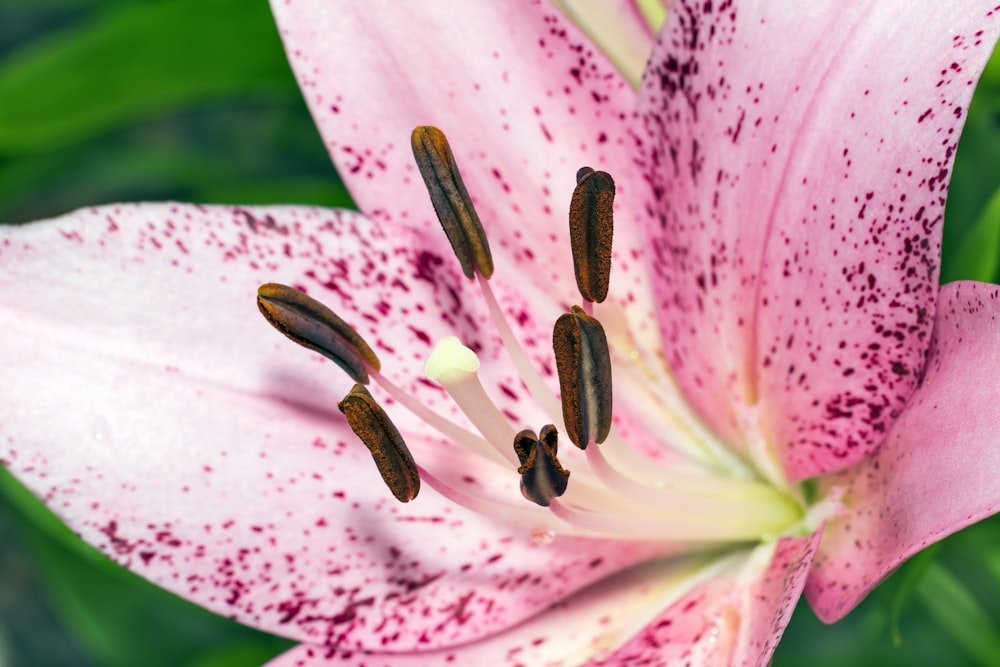 a close up of a flower