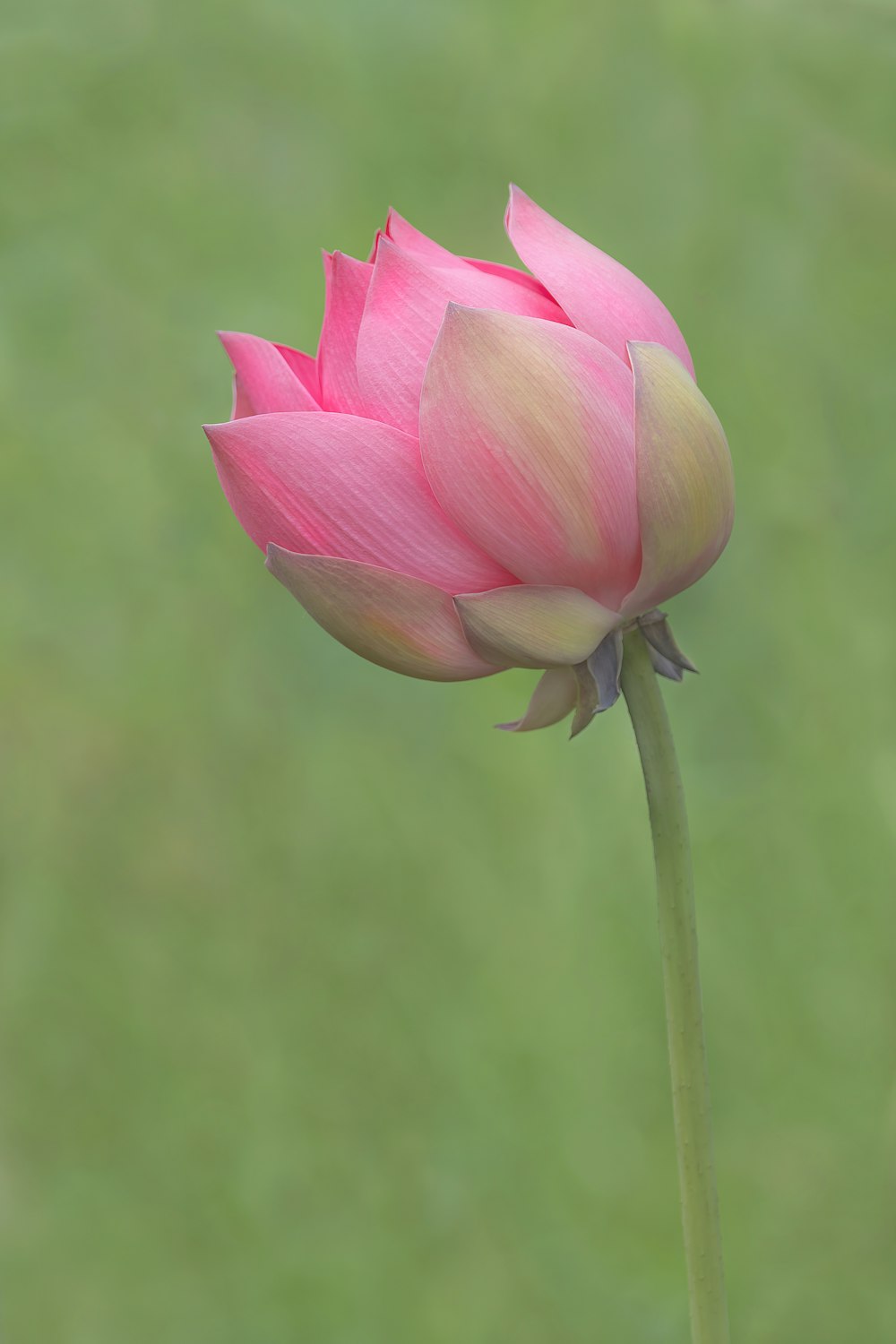 a pink flower on a stem