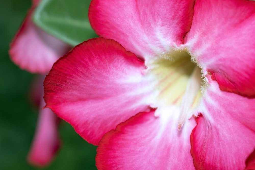 a close up of a flower