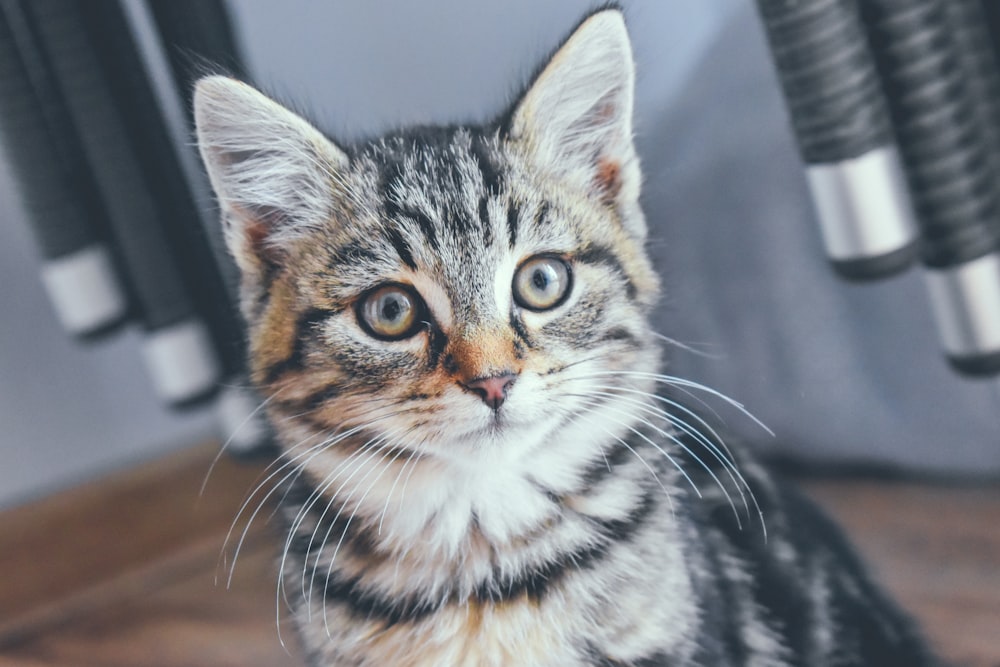 a cat sitting on a chair