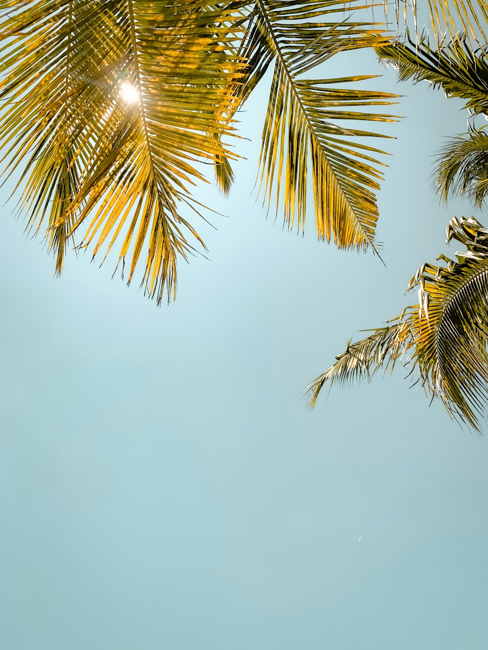 a group of palm trees