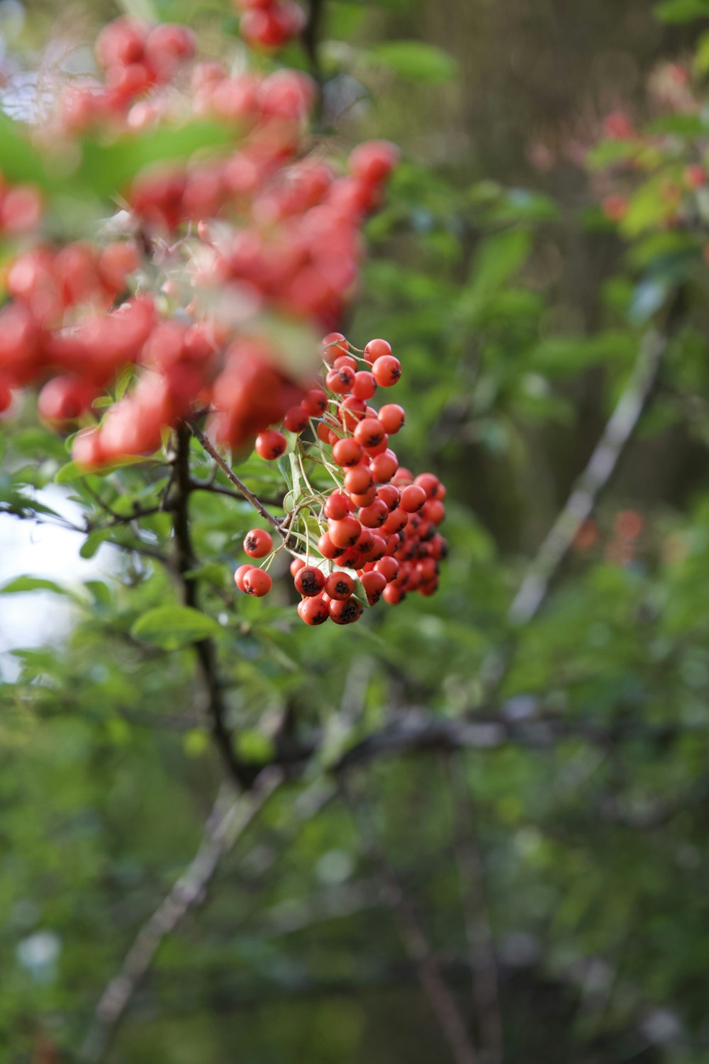 a close up of some berries