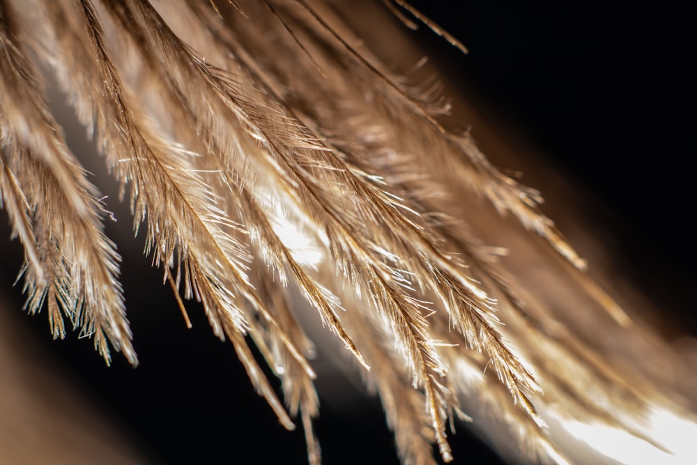 a close up of a wheat