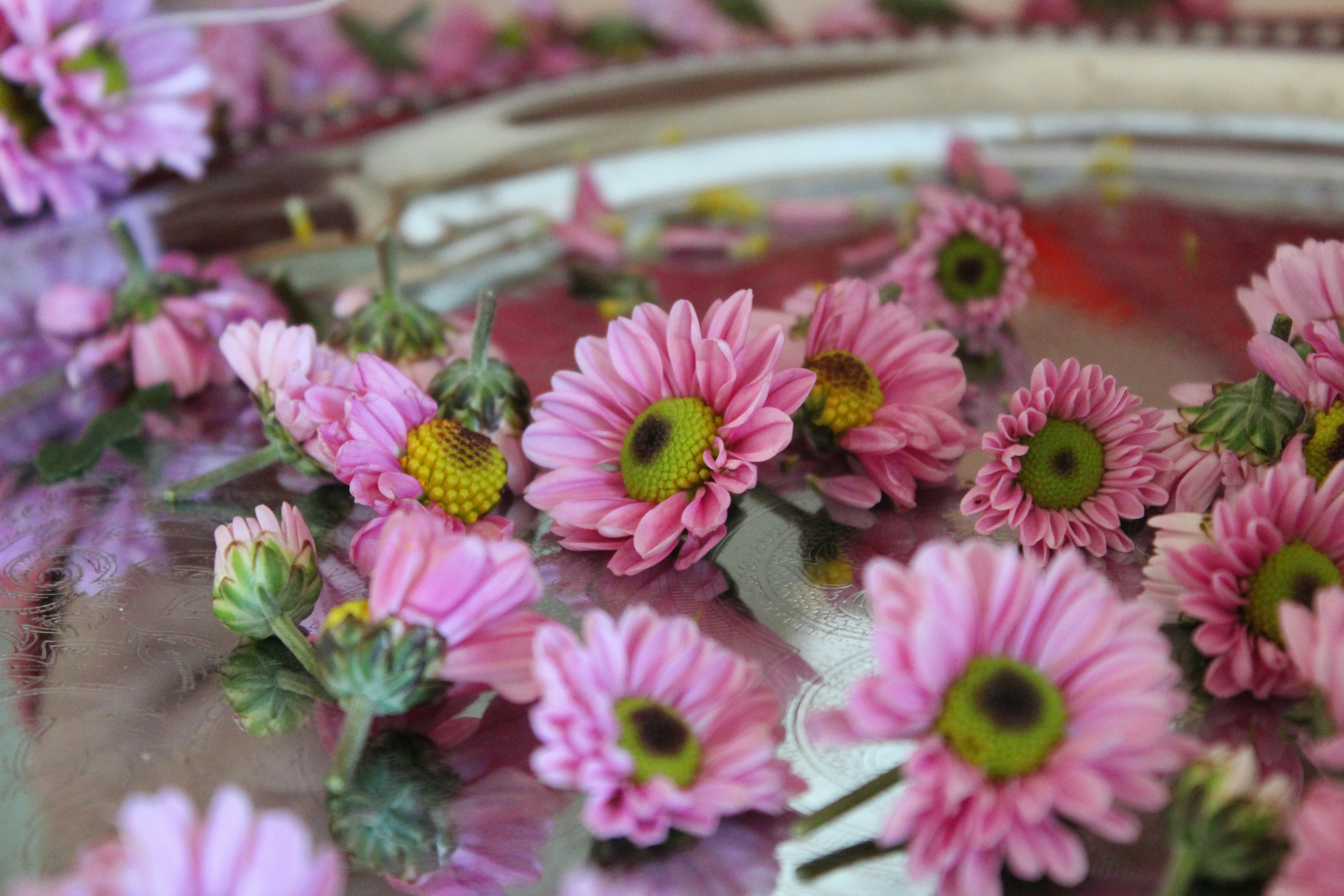 um grupo de flores