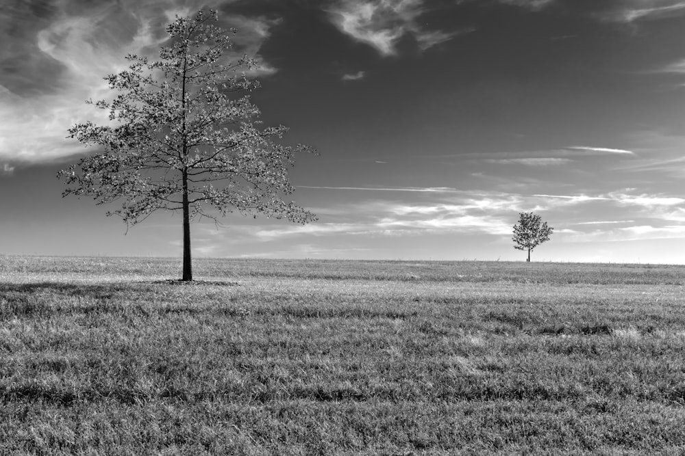 a field with trees in it