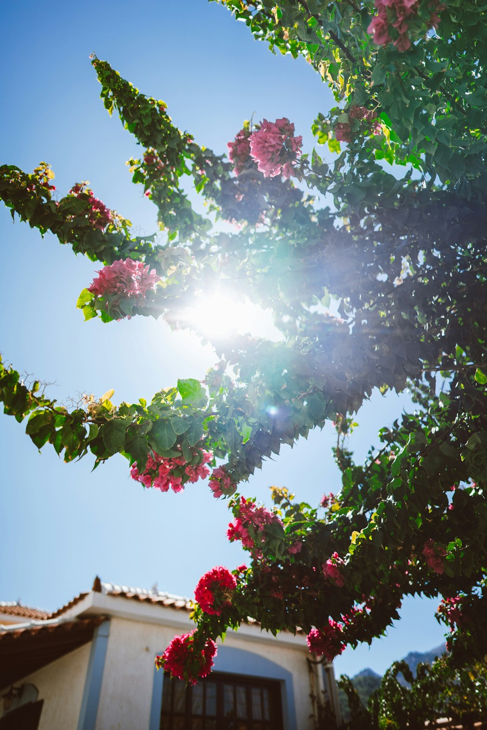 un albero con i fiori