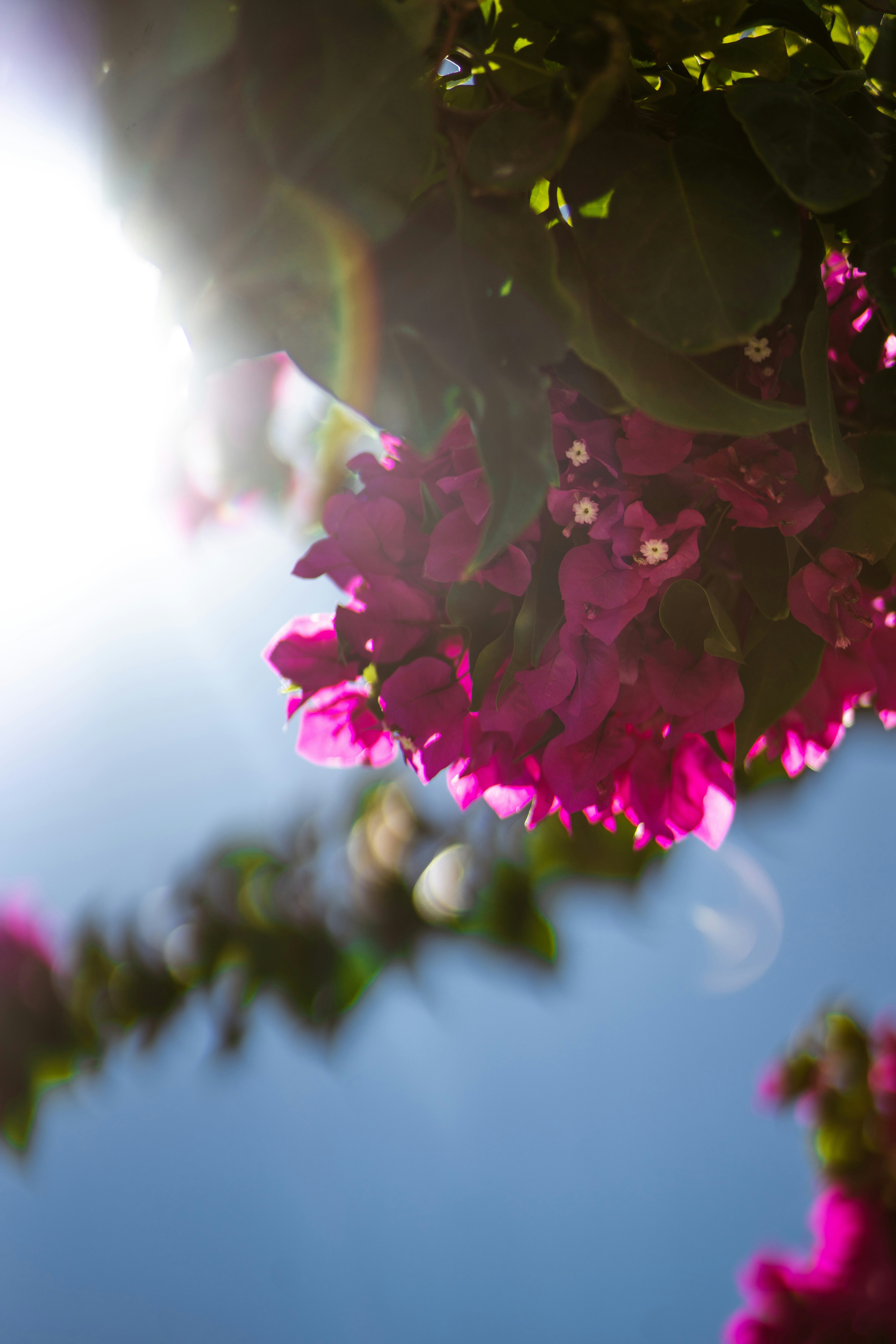 나뭇가지 클로즈업 사진 – Unsplash의 무료 배경화면 이미지, image size:3000x4498