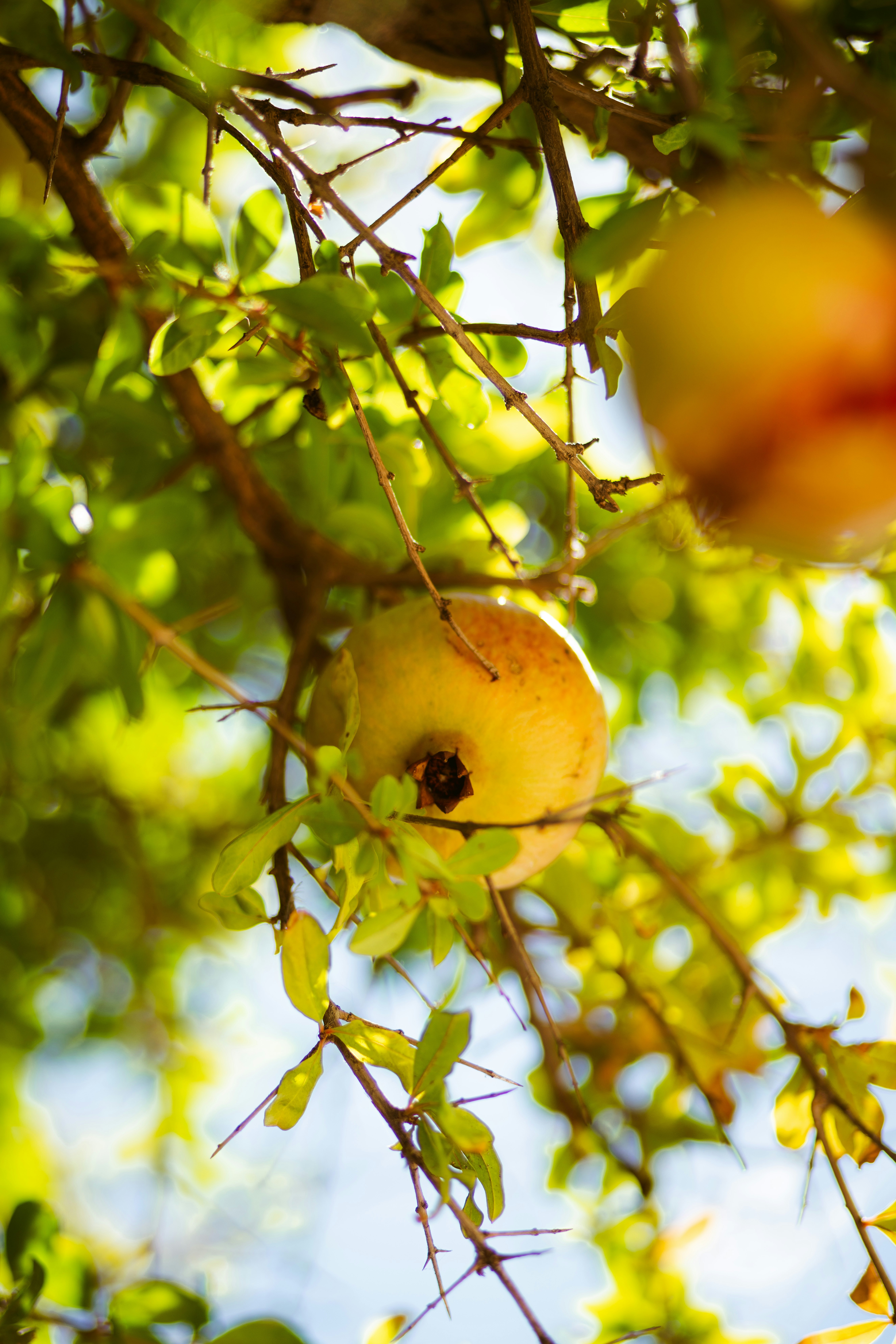 Photo by brunovdkraan