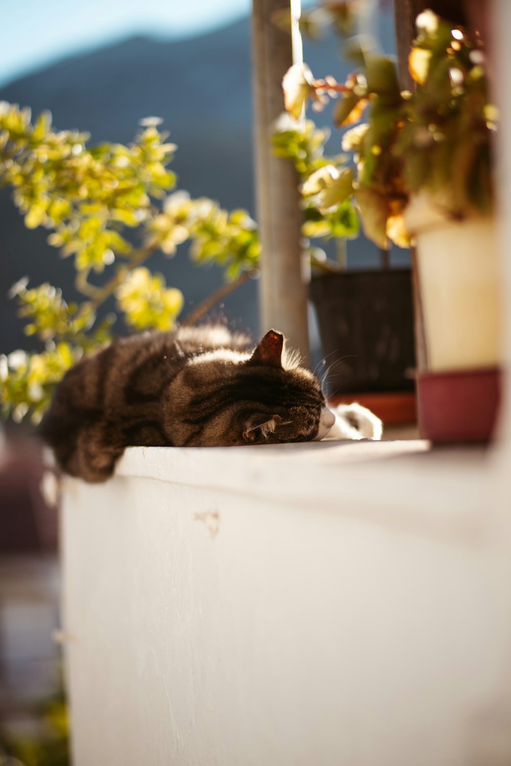 a cat lying on a ledge