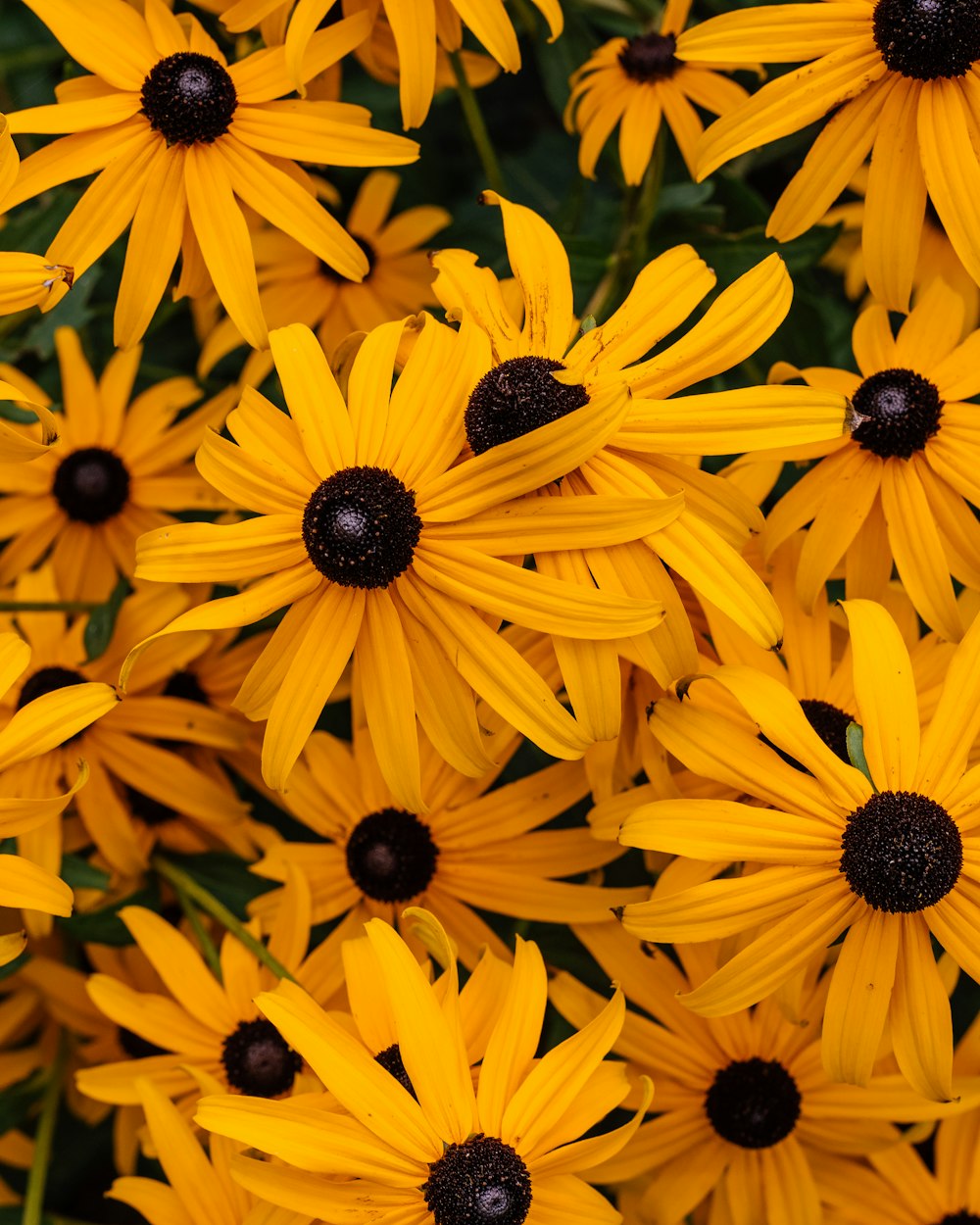 a group of yellow flowers