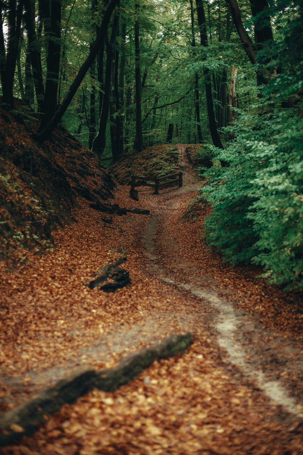 a dirt road in a forest