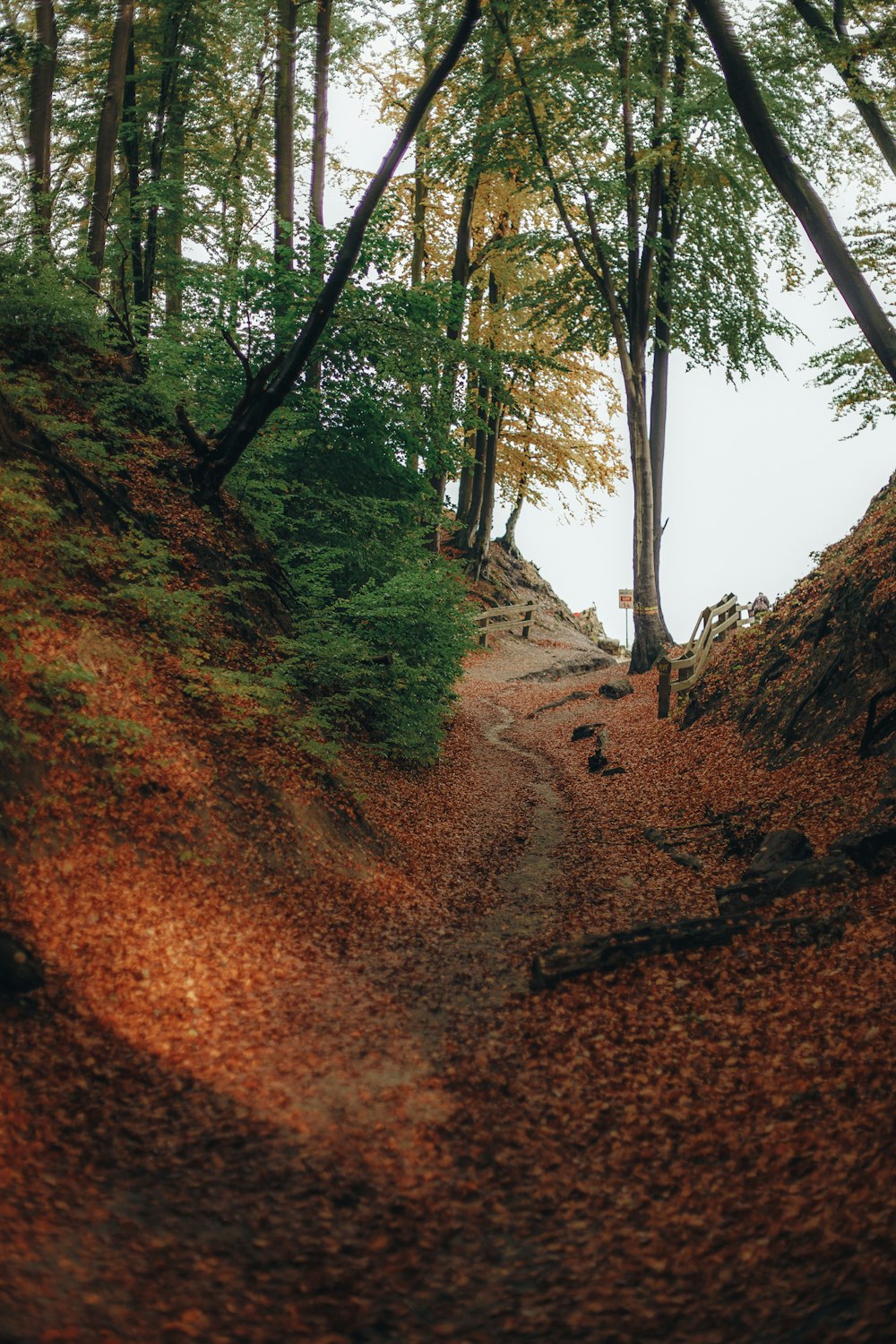 a path in the woods