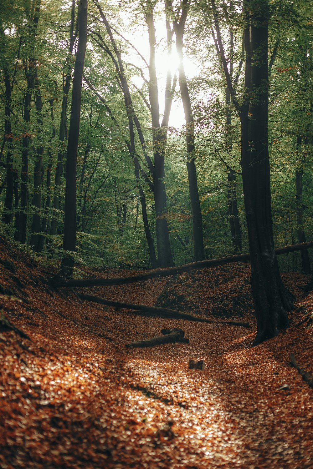 a forest with trees and leaves