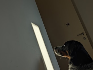 A dog pulling a rope attached to a light switch to turn off the lights