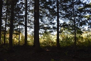 a forest with trees