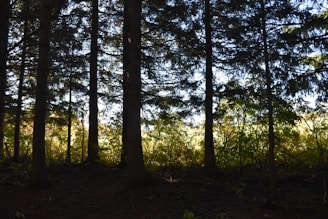 a forest with trees