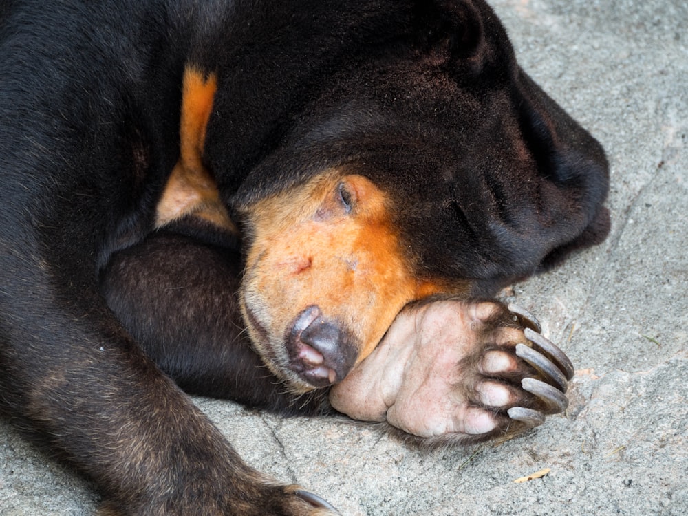 a dog lying on the ground