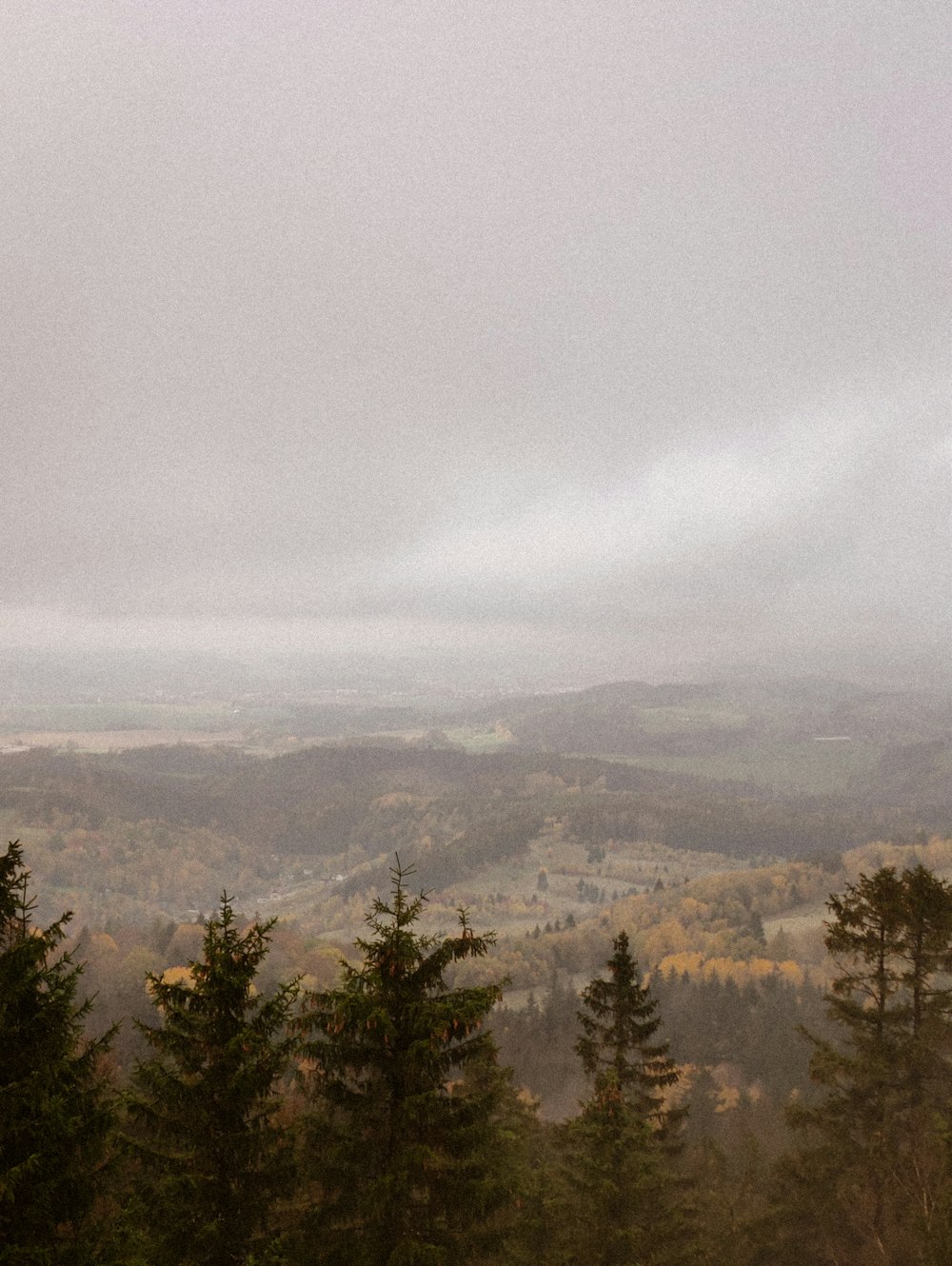 Blick auf ein Tal mit Bäumen und Nebel