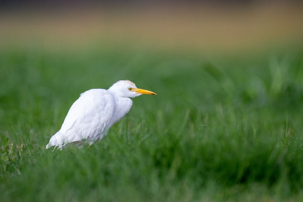 a white bird in the grass