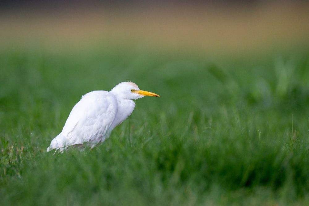 Un pájaro blanco en la hierba