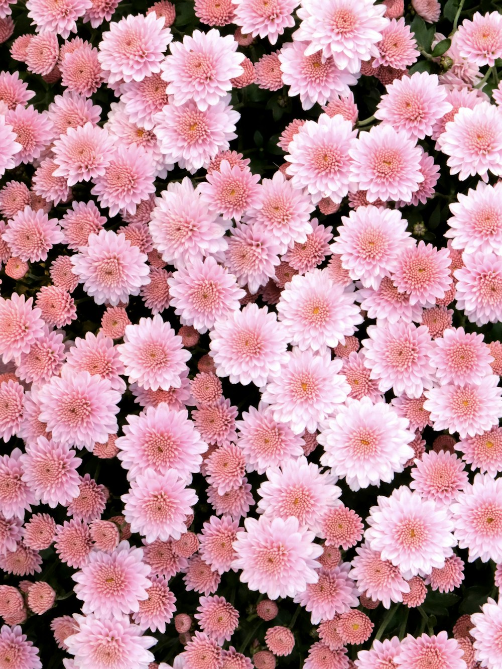 a large group of pink flowers