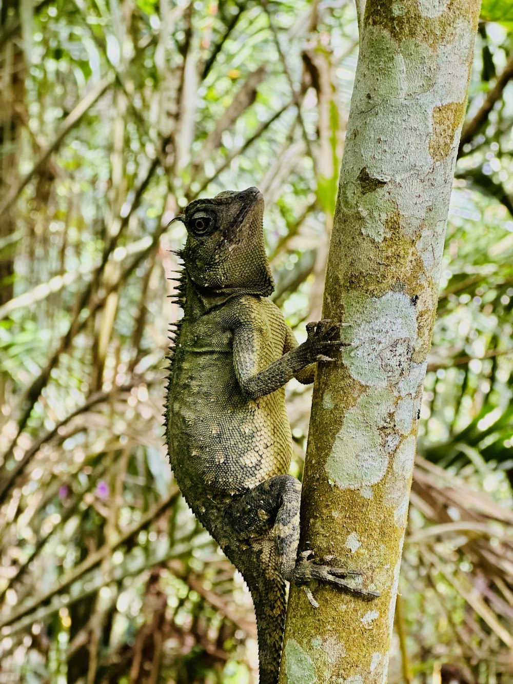 a squirrel climbing a tree