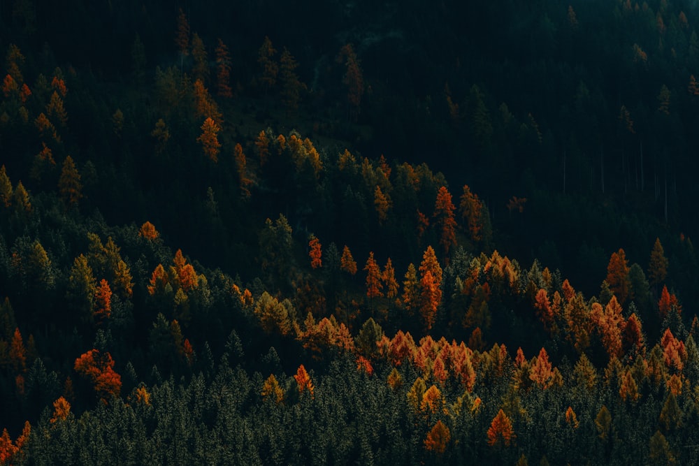 a forest of trees