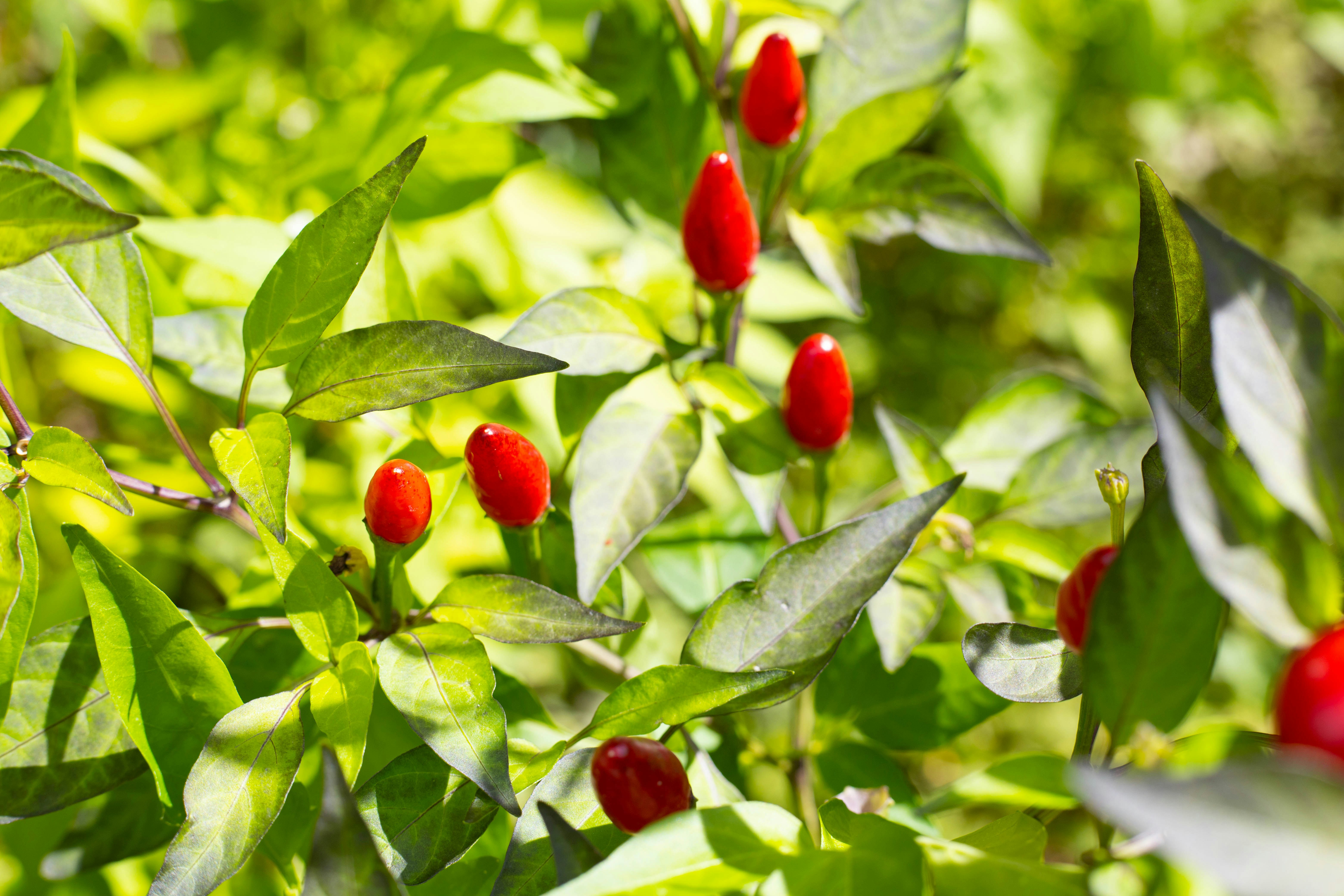 Photo by pier_andrea