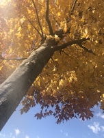 A golden tree representing growth and enlightenment.