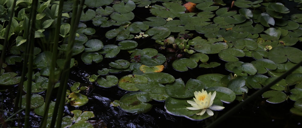 lily pads and lily pads