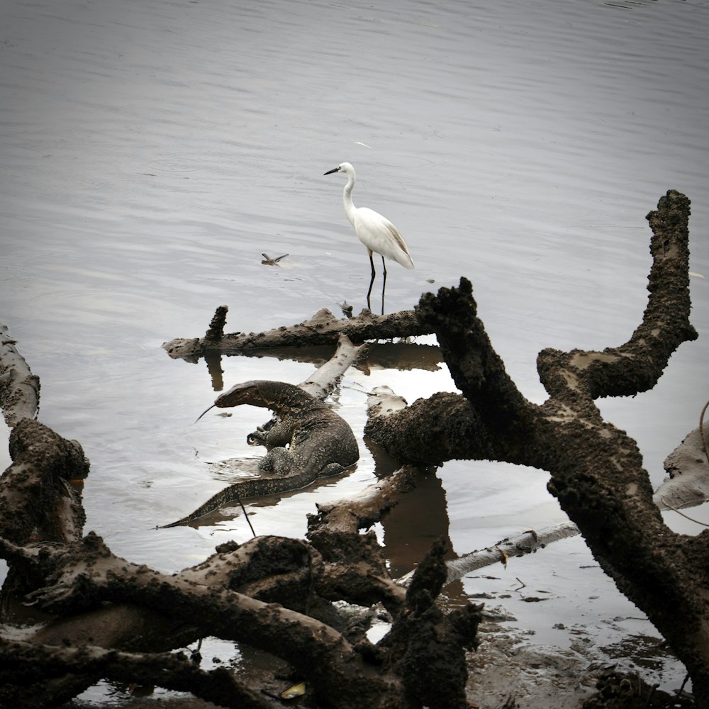 a bird standing on a log in the water