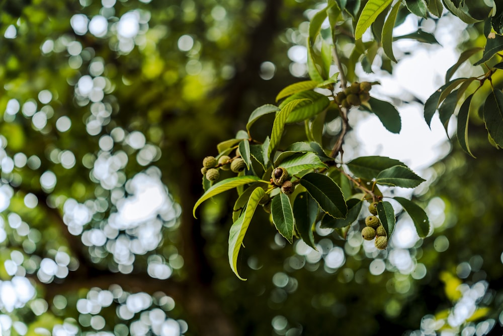 a group of bees on a tree