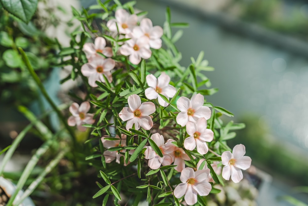 a close up of flowers