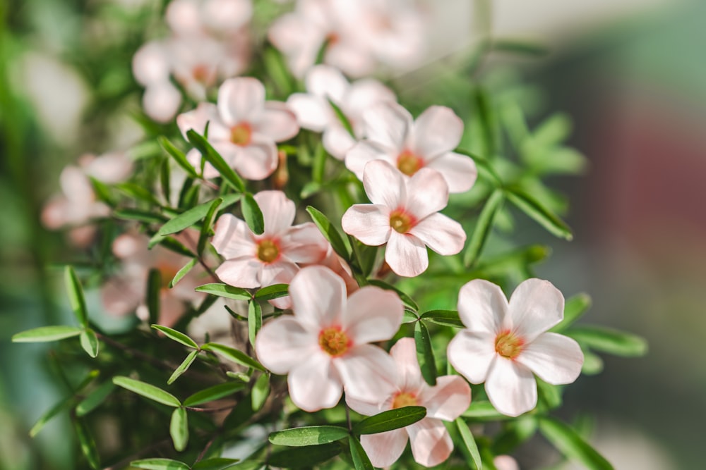 a group of white flowers