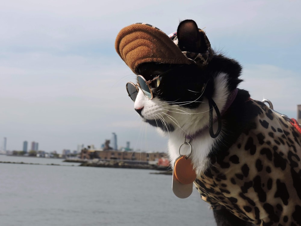 a cat wearing sunglasses