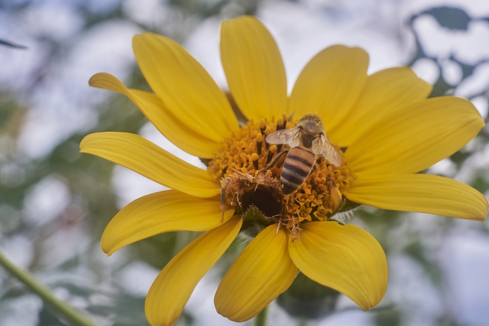 a bee on a yellow flower