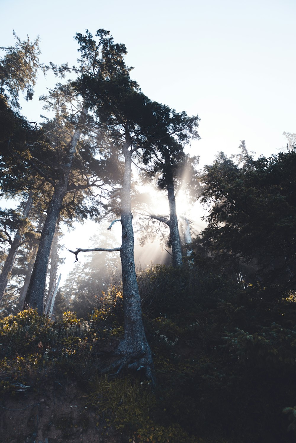 a group of trees