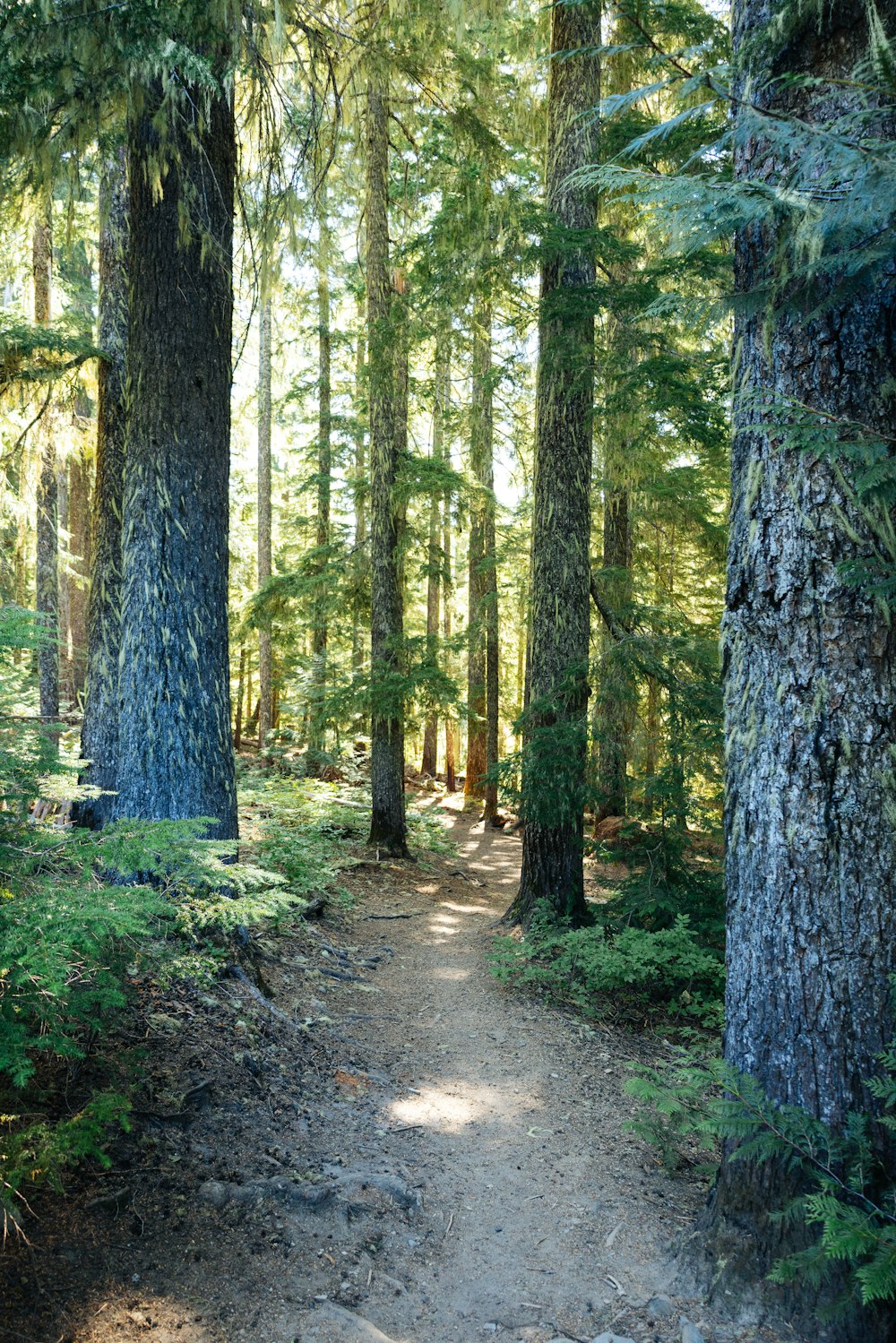 a dirt path through a forest