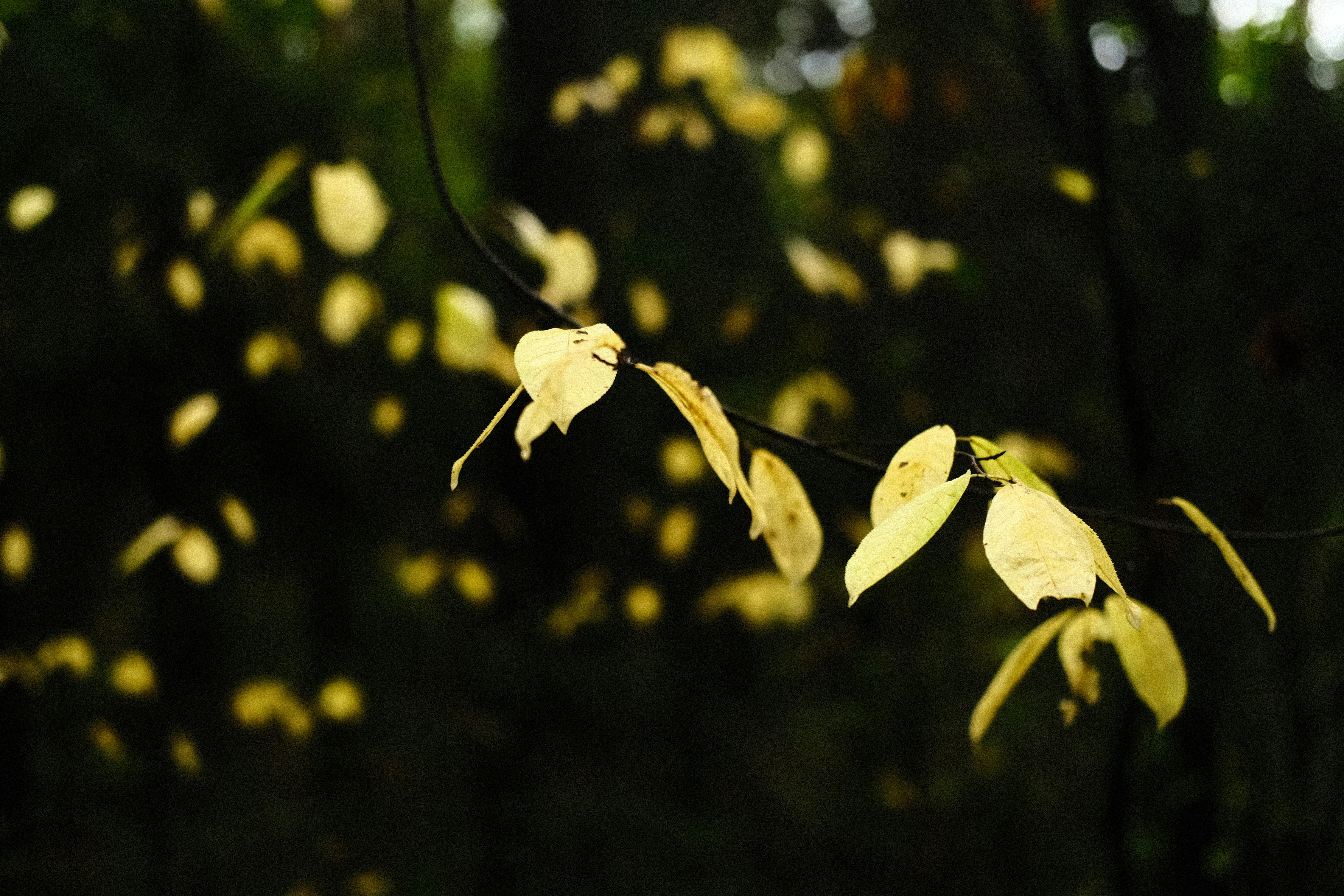 Photo by kazusaki_sagar