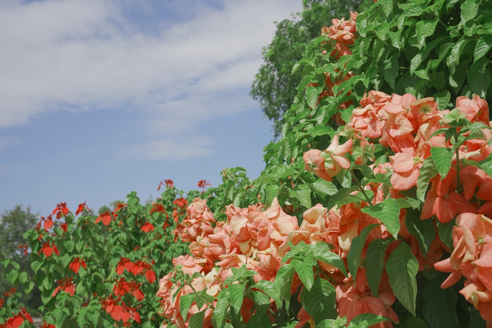 a group of flowers