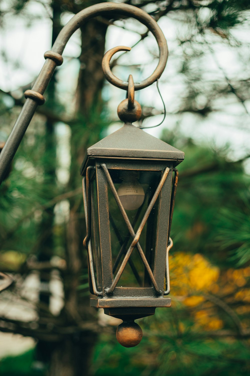 a bird feeder from a tree