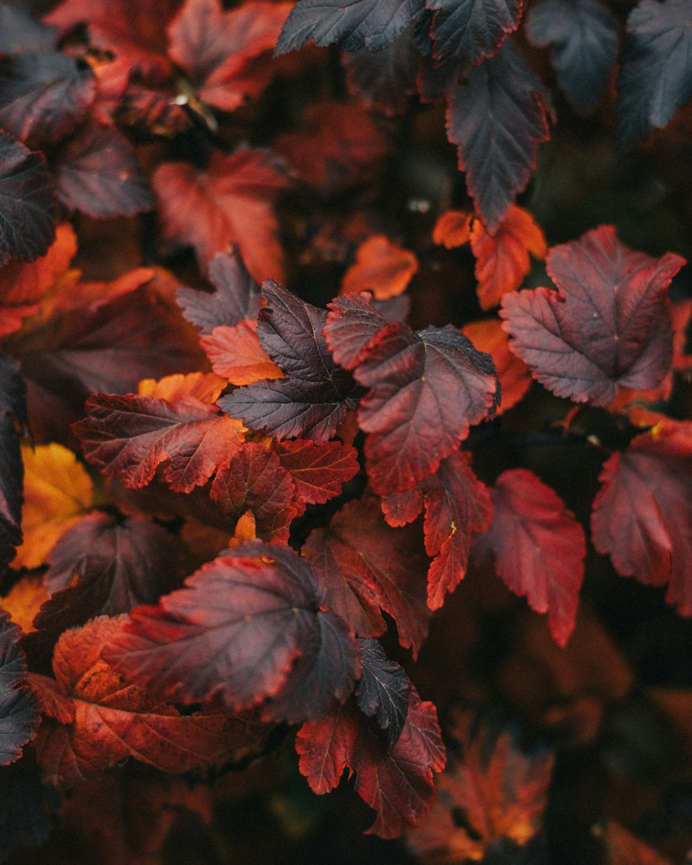 a group of colorful leaves