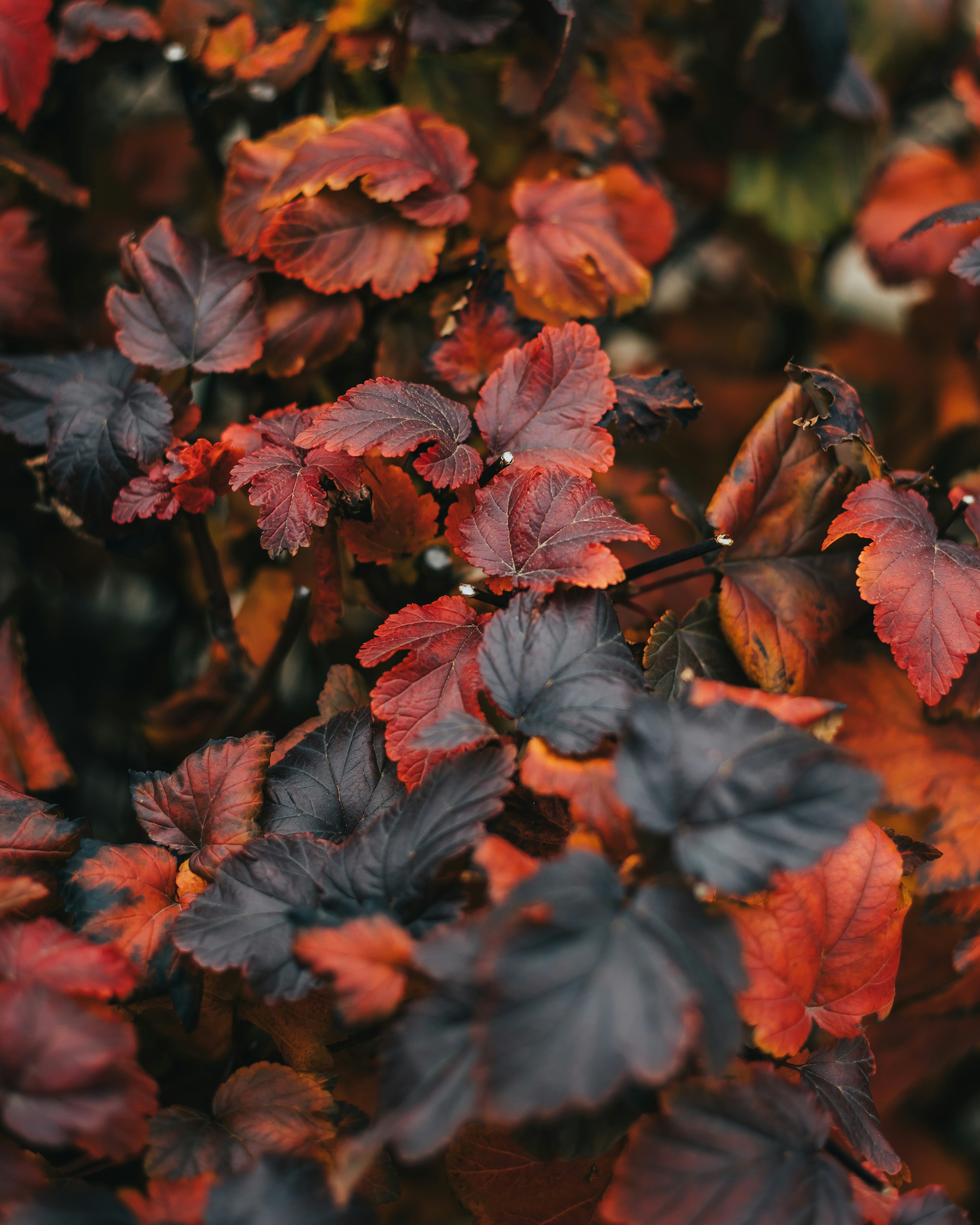 fall wallpaper textures, wallpaper, Easy Thanksgiving Crafts for Adults with Disabilities 5