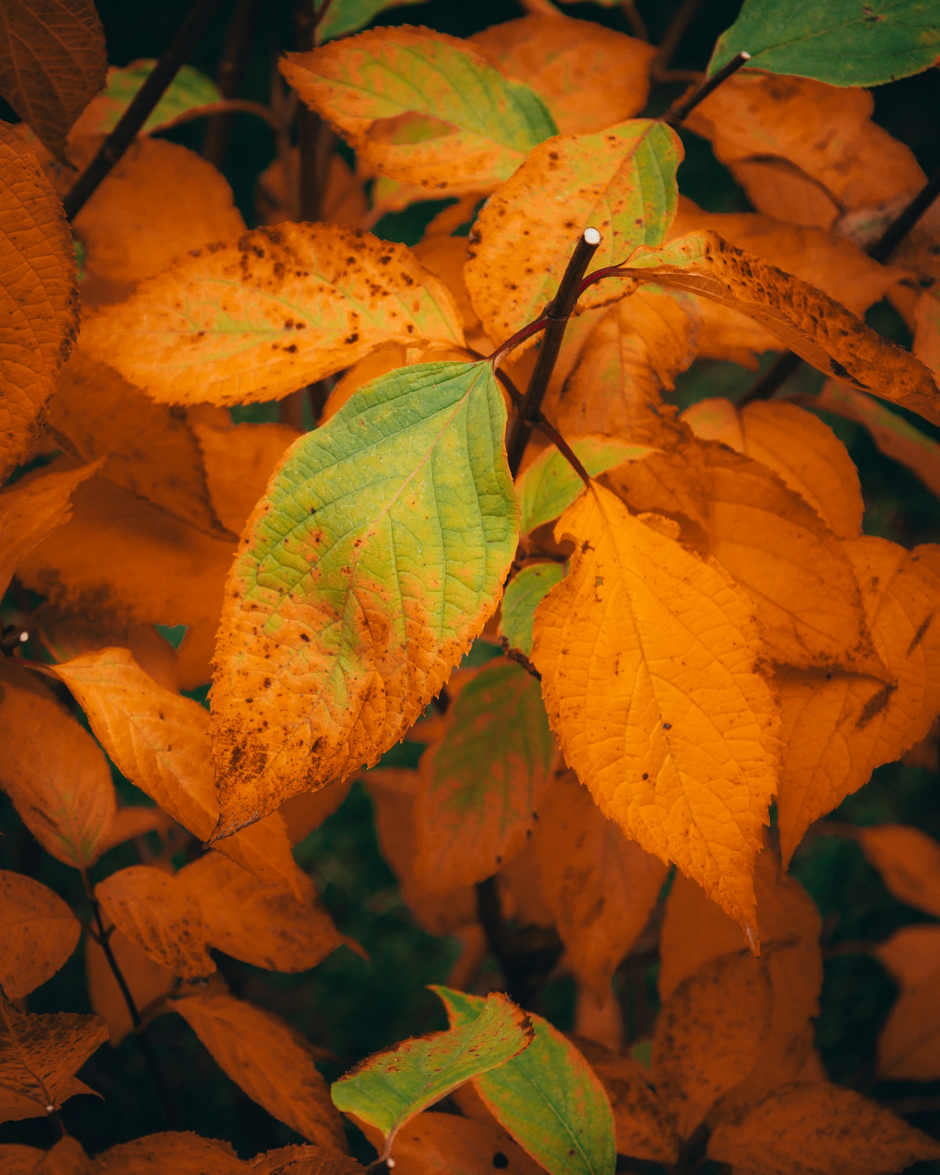 a group of leaves