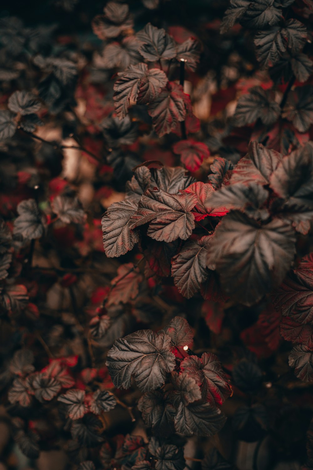 a group of red leaves